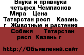 Внуки и правнуки четырех Чемпионов Мира › Цена ­ 70 000 - Татарстан респ., Казань г. Животные и растения » Собаки   . Татарстан респ.,Казань г.